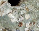 Stunning Tall Ammonite Cluster - #14553-7